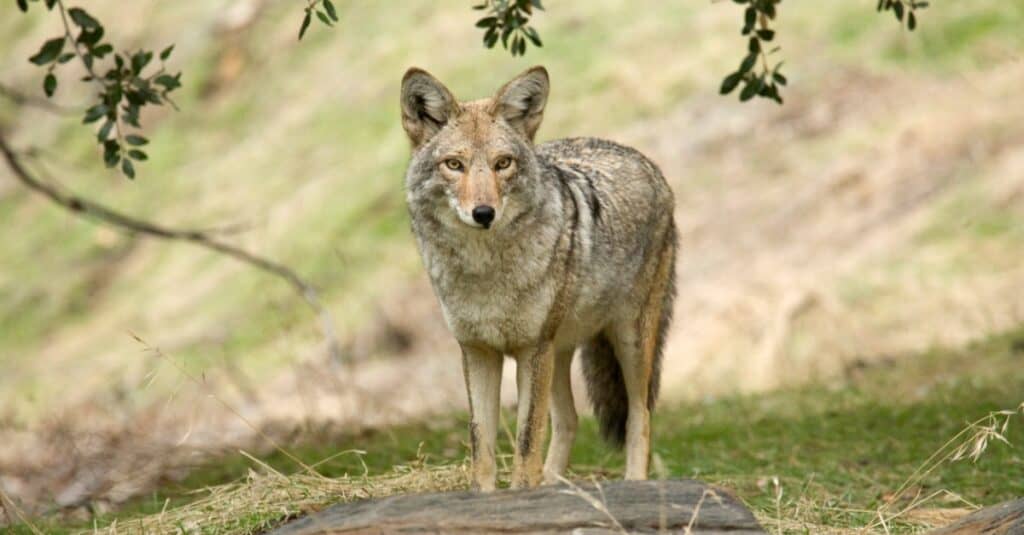coyote che cammina nel campo