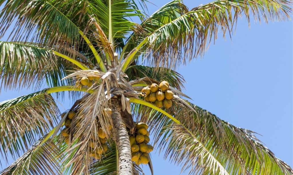 Cocco vs Palma