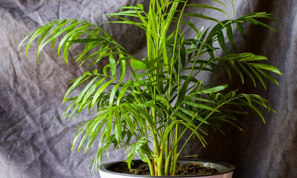 Palma Areca in fioriera.
