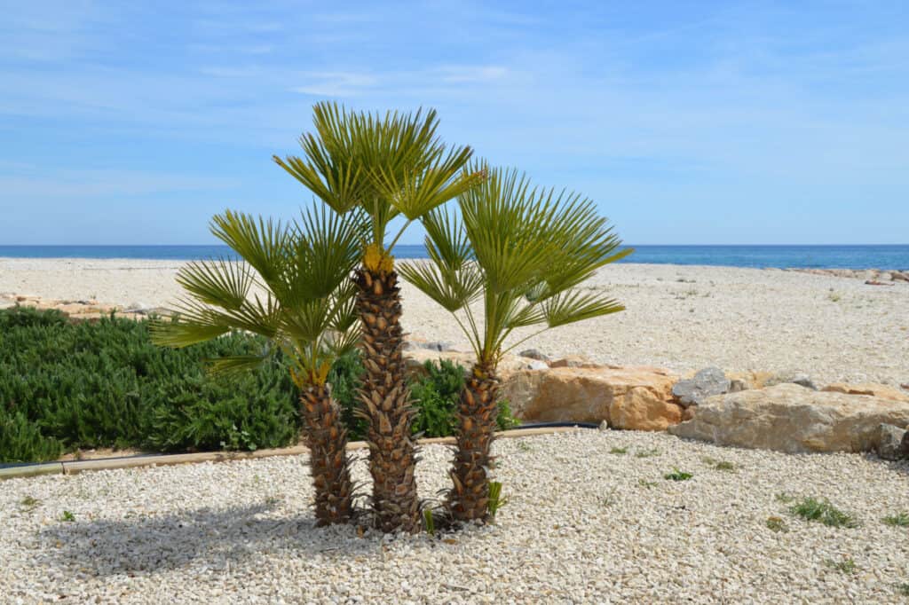 palma del mulino a vento in riva al mare