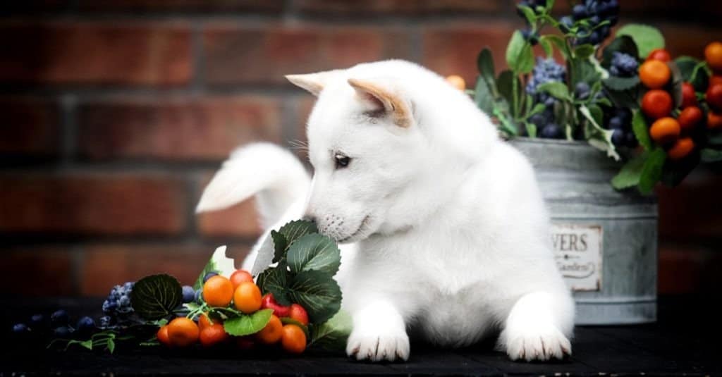 cucciolo di hokkaido che annusa fiori e bacche