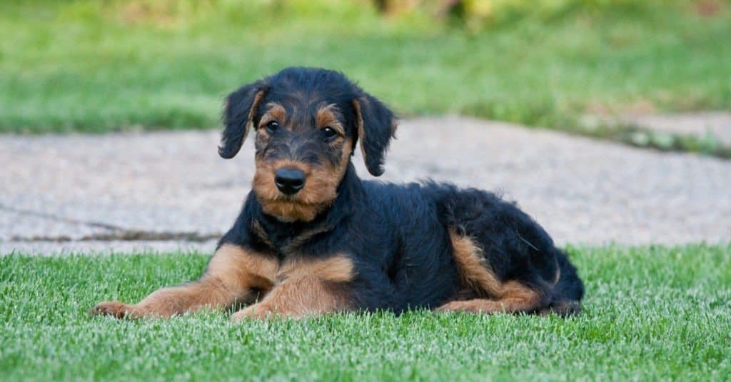 cucciolo di airedale terrier che posa l'erba