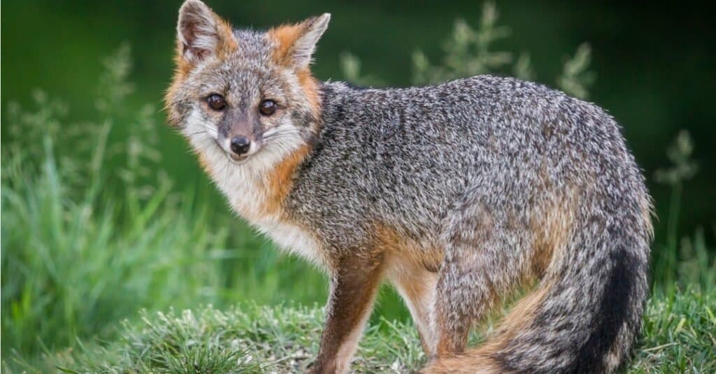Misteriosi animali grigi - Volpe grigia
