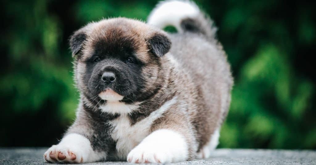 American Akita carino cucciolo fuori nel bellissimo parco