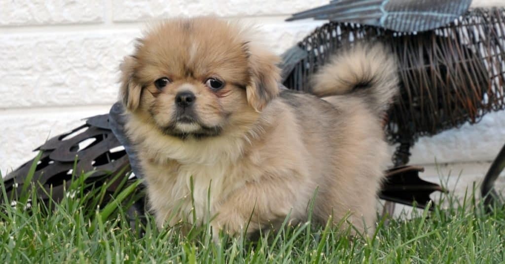 Cucciolo di spaniel tibetano che gioca sull'erba