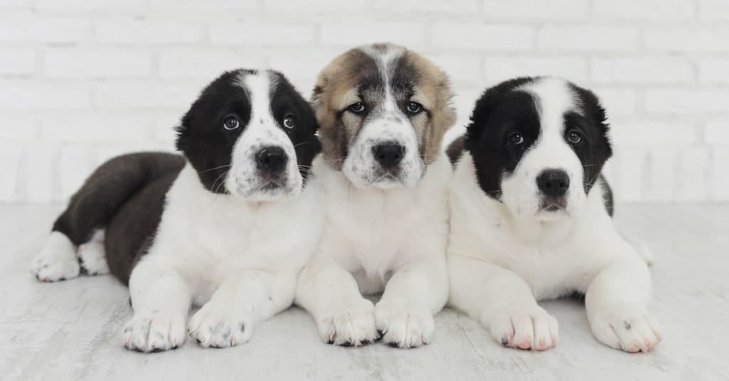 Cuccioli di Alabai su sfondo bianco in studio.