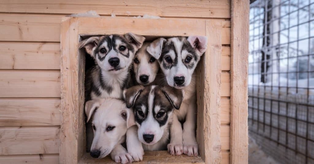 Husky dell'Alaska vs husky siberiano