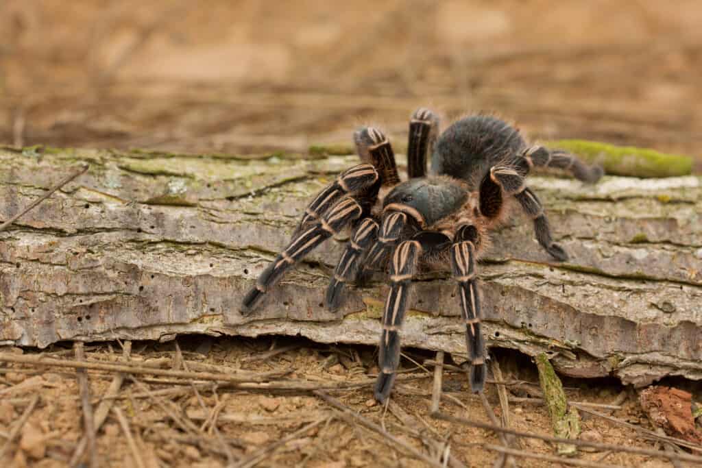 Tarantola zebrata costaricana
