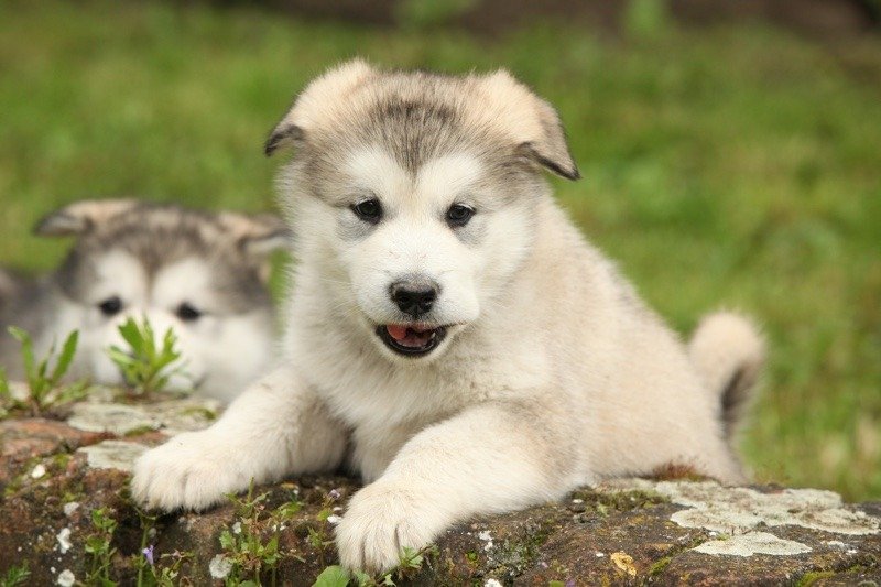 Cuccioli di Alaskan Malamute