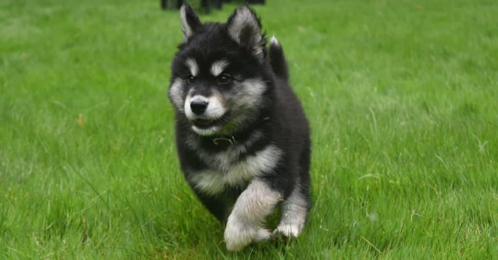 Adorabile cucciolo di cane Alusky che corre a tutta velocità.
