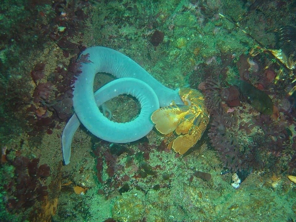 Hagfish, Duiker Point, Penisola del Capo.