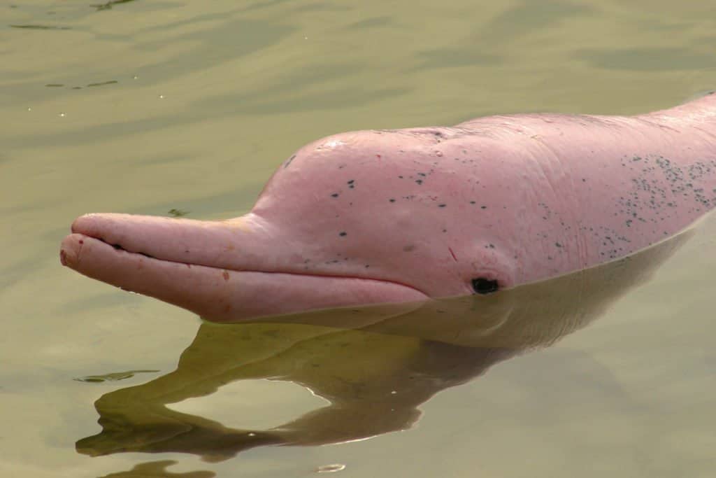 Ci sono squali nel Rio delle Amazzoni?