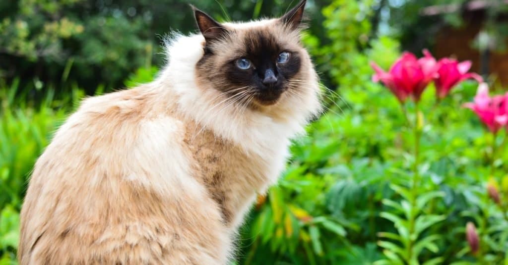 Gatto balinese seduto fuori in giardino.