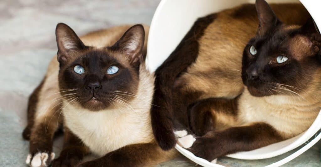 I gatti più amichevoli - siamesi