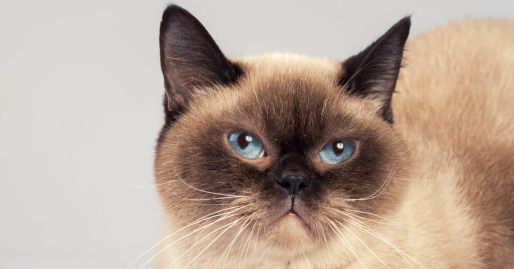 Gatti siamesi - Gatto siamese vecchio stile