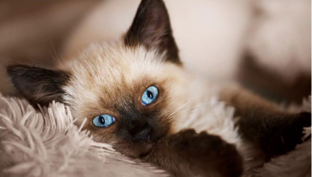 Gatto balinese