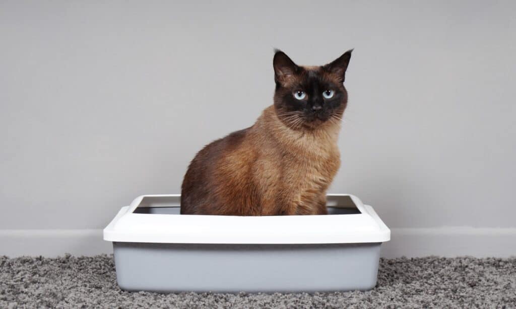 Gatto siamese in una lettiera