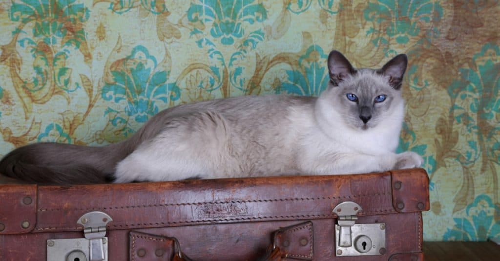 Gatto balinese sdraiato su una valigia.