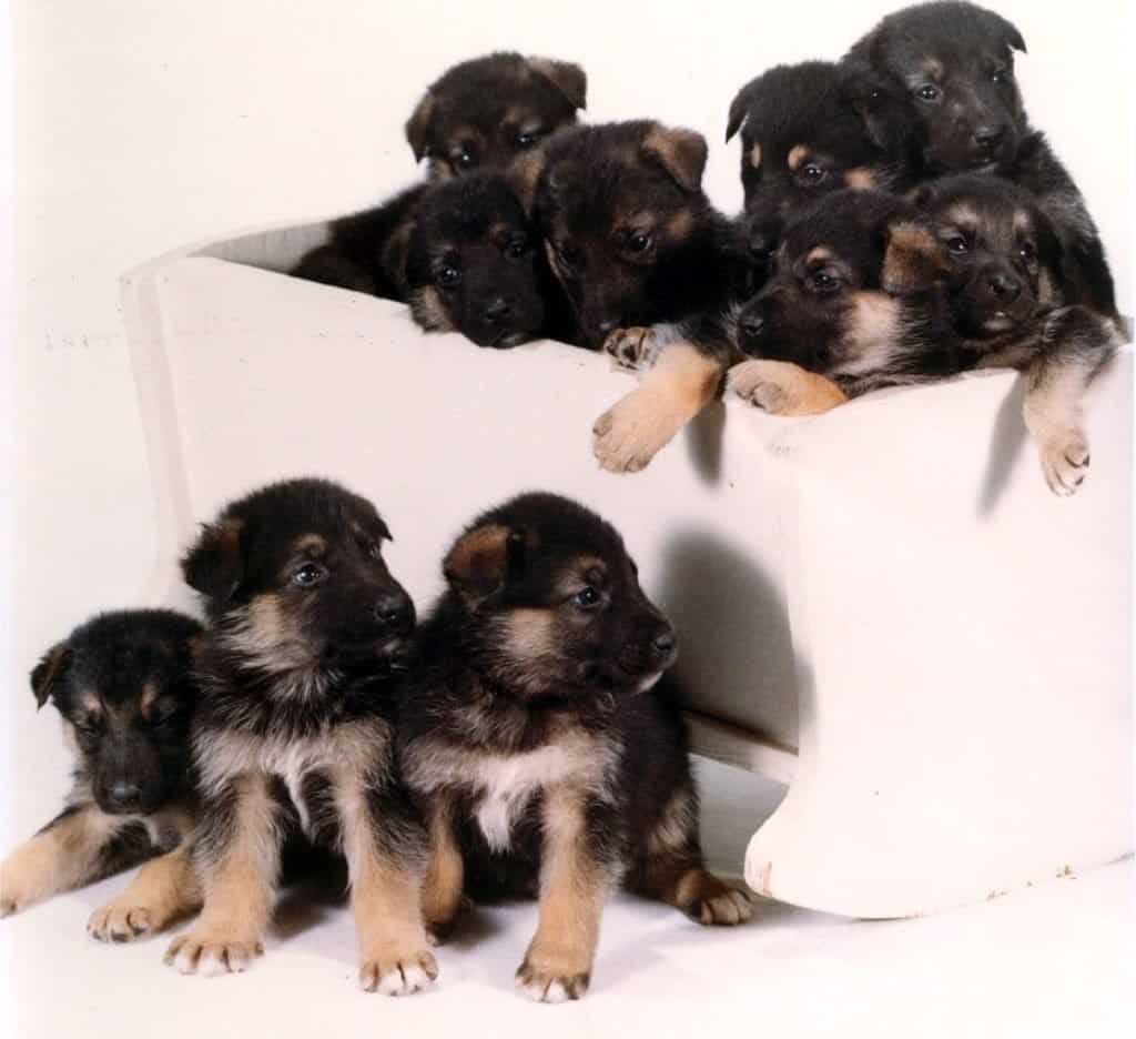 Cuccioli alsaziani americani