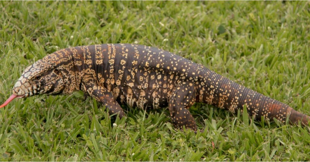 Lucertola di Tegu