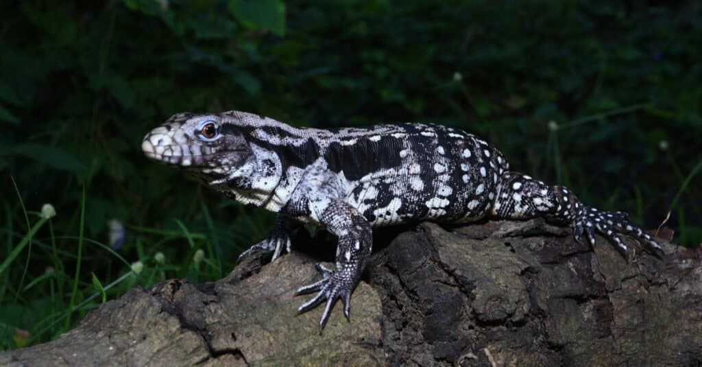 Tegu bianco e nero argentino