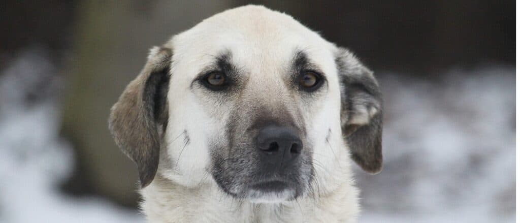 Primo piano di Kangal
