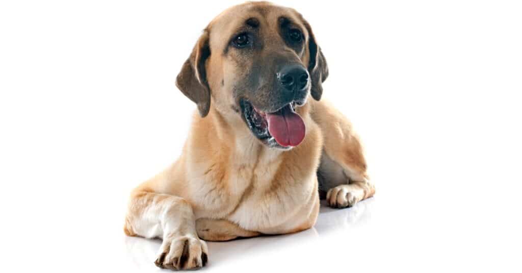 Kangal isolato