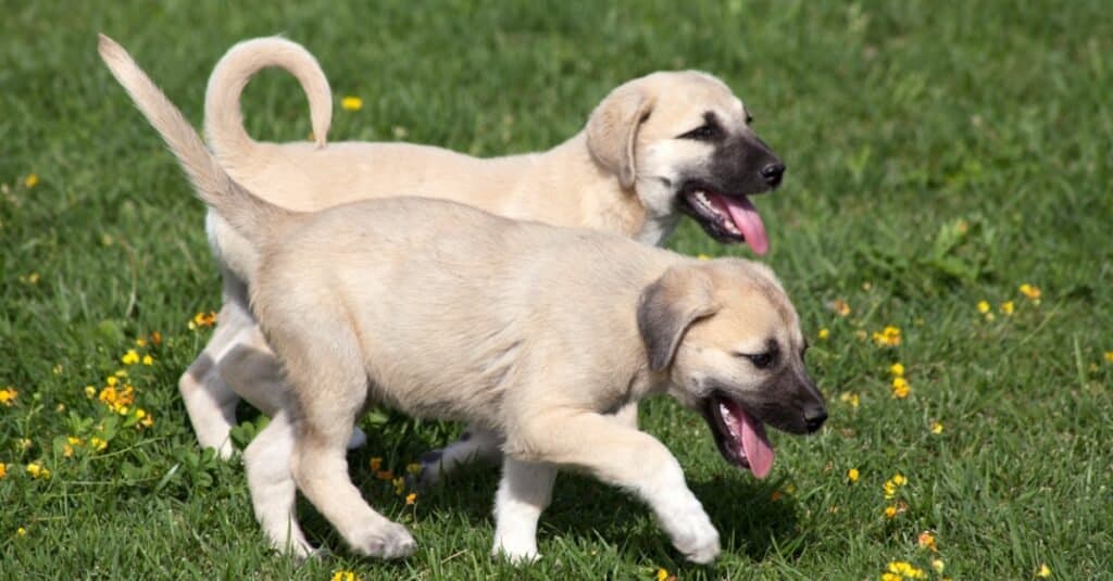 Cuccioli Kangal