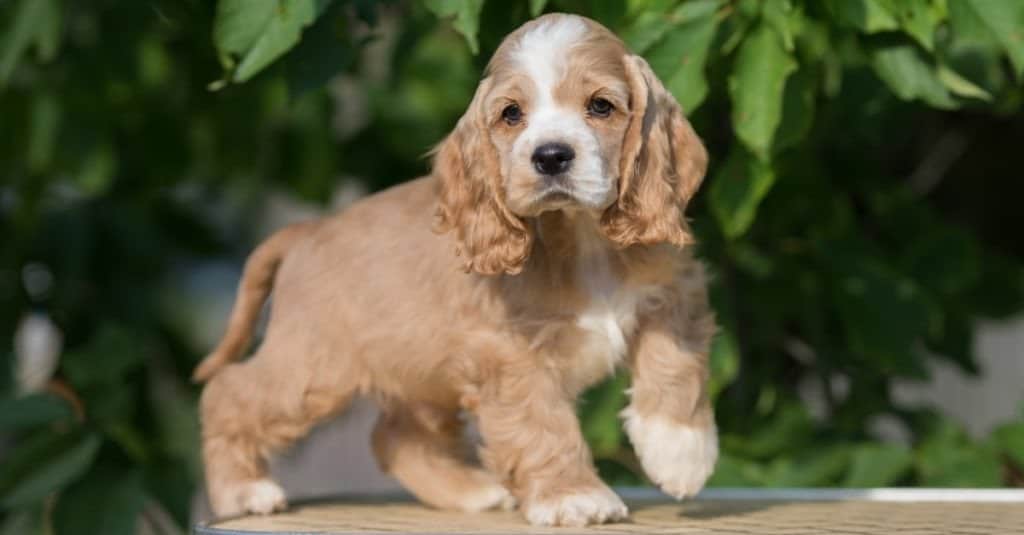 cucciolo di cocker spaniel americano bianco e rosso