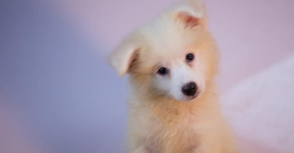 Cucciolo di cane eschimese americano