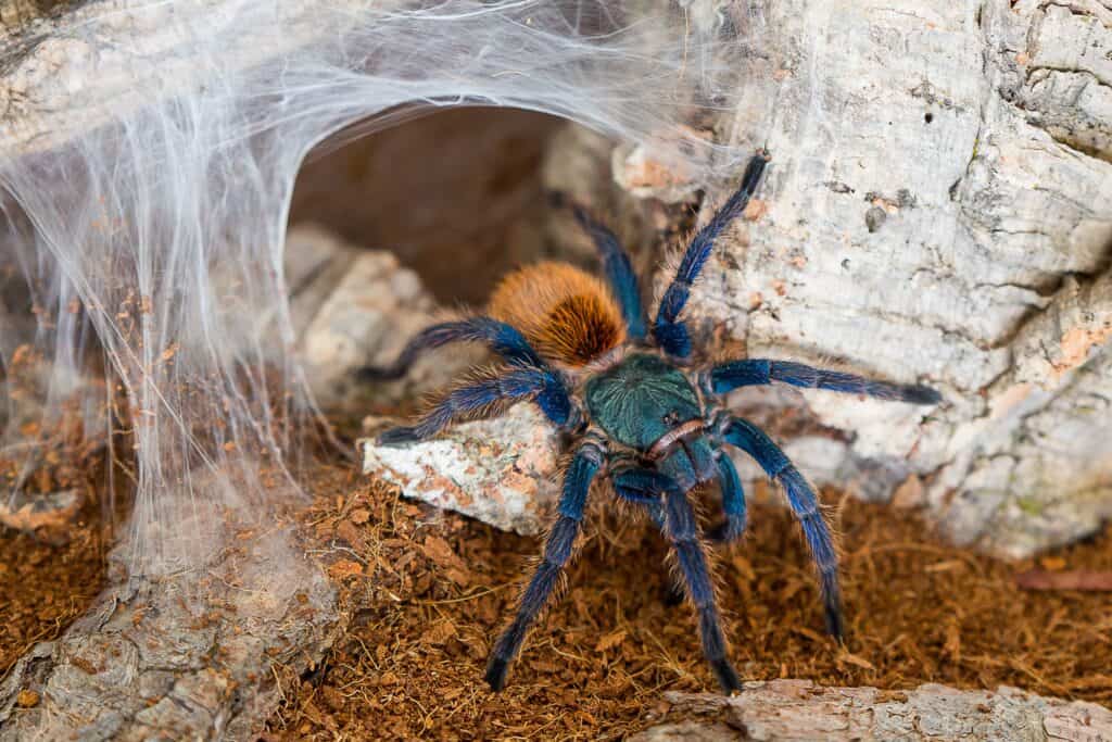 Tarantula blu bottiglia verde chromatopelma cyaneopubescens