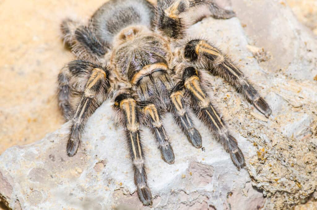 Maxican Blond Tarantura o Aphonopelma chalcodes 