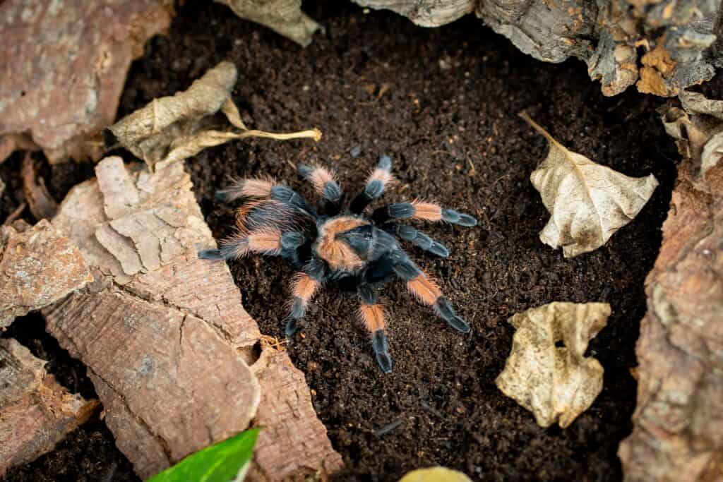 Tarantola rossa messicana Brachypelma emilia