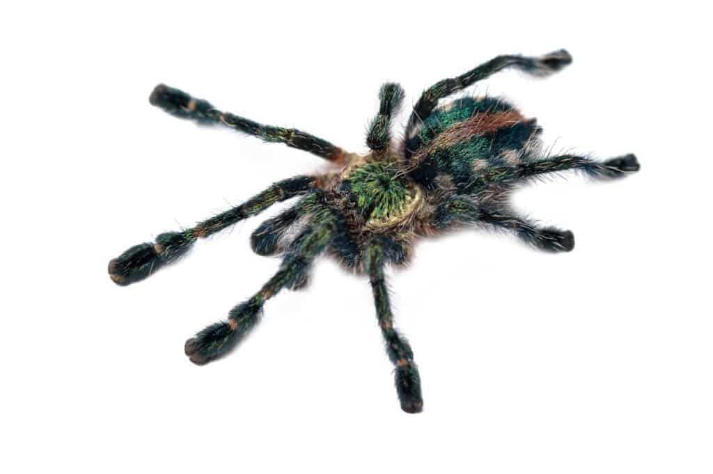 Avicularia diversipes tarantola isolata su bianco