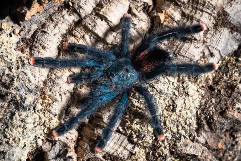 Tarantola dell'alluce della Guyana Avicularia avicularia