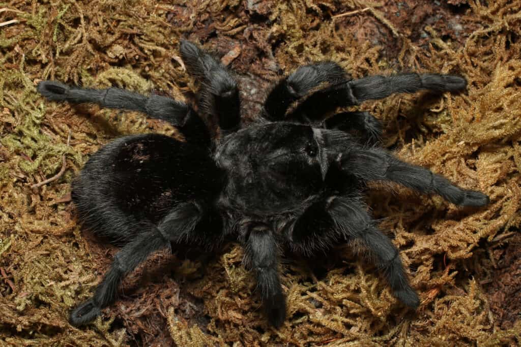 Tarantola nera brasiliana (Grammostola pulchra) Un ragno nero brillante e con un'ampia apertura delle gambe, la tarantola nera brasiliana è un animale domestico straordinariamente carino.