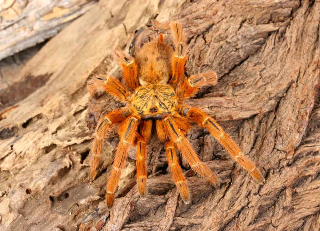 Tarantola di babbuino arancione di Usambara (Pterinochus murinus).