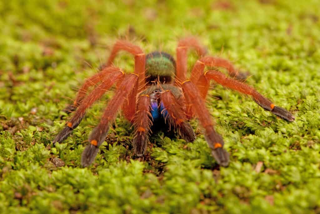 Blue Fang Skeleton Tarantola (Ephebopus cyanognathus) su muschio verde