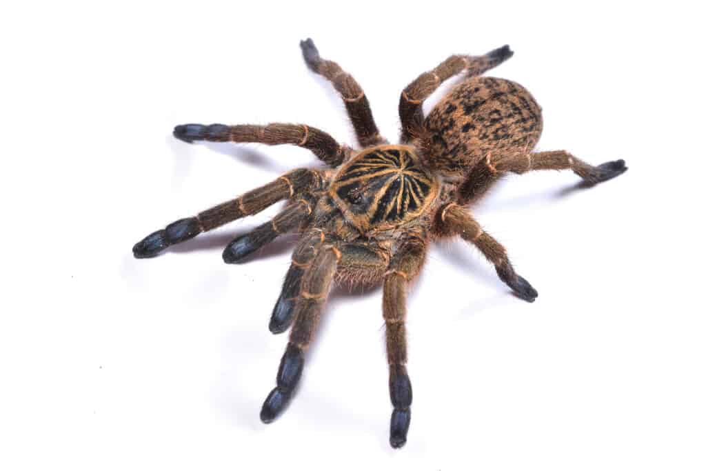 Immagine ravvicinata del ragno babbuino dai piedi blu o tarantola Idiothele mira (Araneae: Theraphosidae) del KwaZulu-Natal, Sud Africa, fotografata su sfondo bianco.