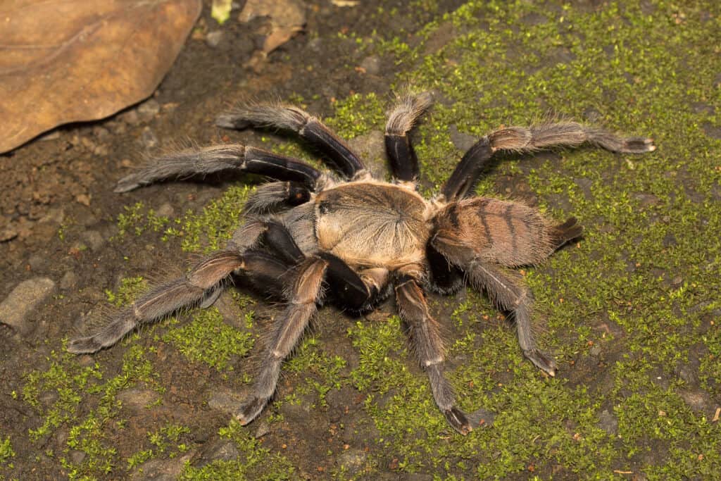 Violetta indiana, Chilobrachys fimbriatus, Tharaphosidae, colonia di latte di Aarey Mumbai India