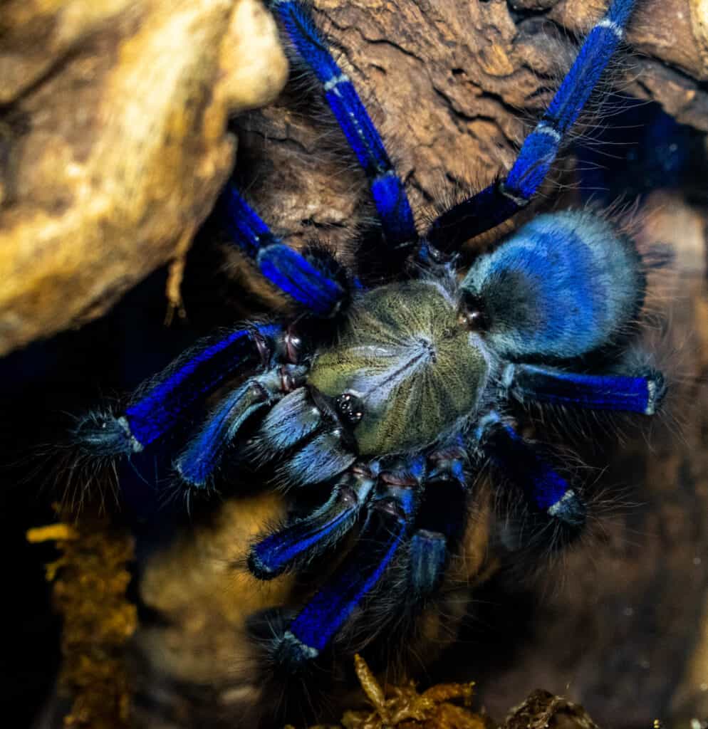 Femmina di tarantola blu di Singapore sull'albero