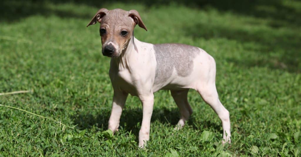 Cucciolo di American Hairless Terrier