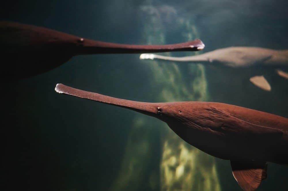 Il pesce spatola americano (Polyodon spathula)