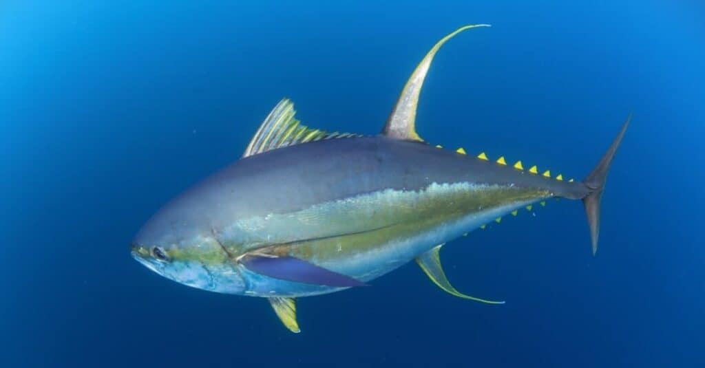 Tonno pinna gialla in mare aperto in acque cristalline