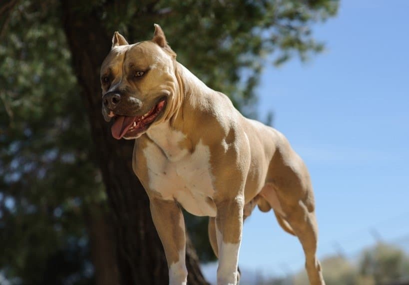 American pit bull terrier in piedi sulla sporgenza