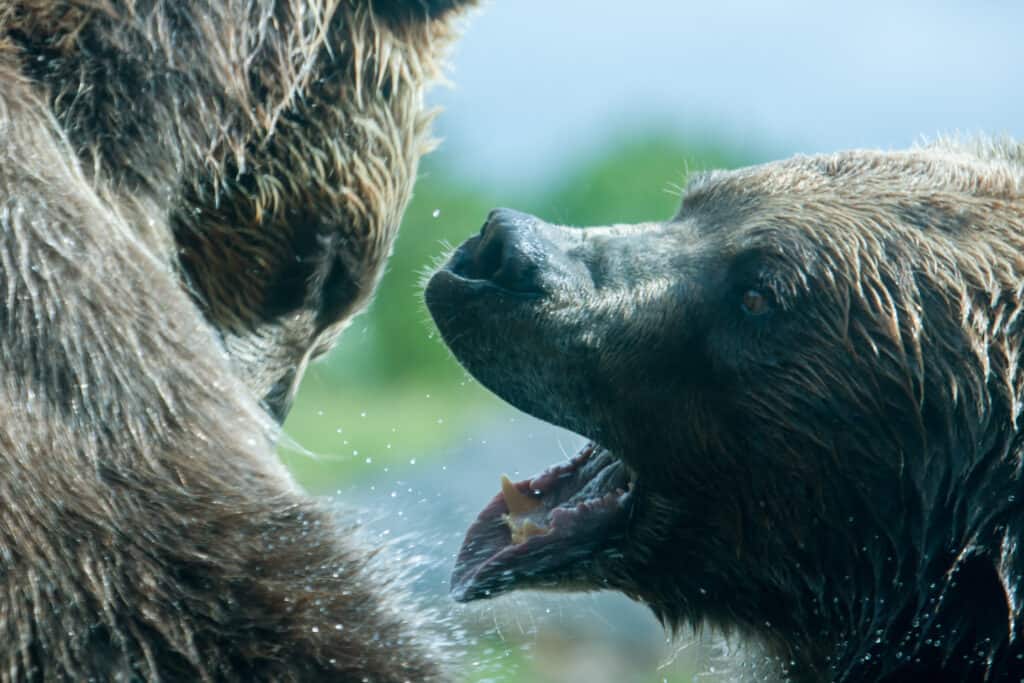 Due Grizzly