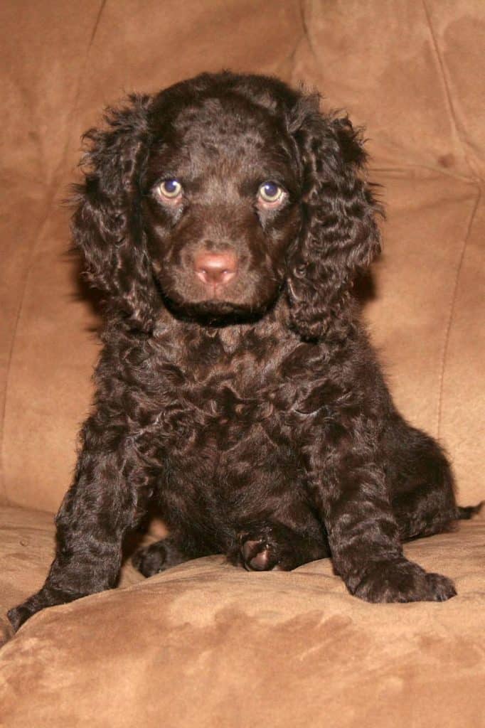 Cucciolo di Water Spaniel americano