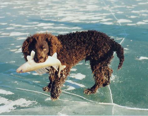 Spaniel d'acqua americano
