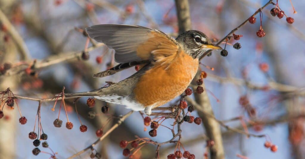 Pettirosso americano che vola dall'albero