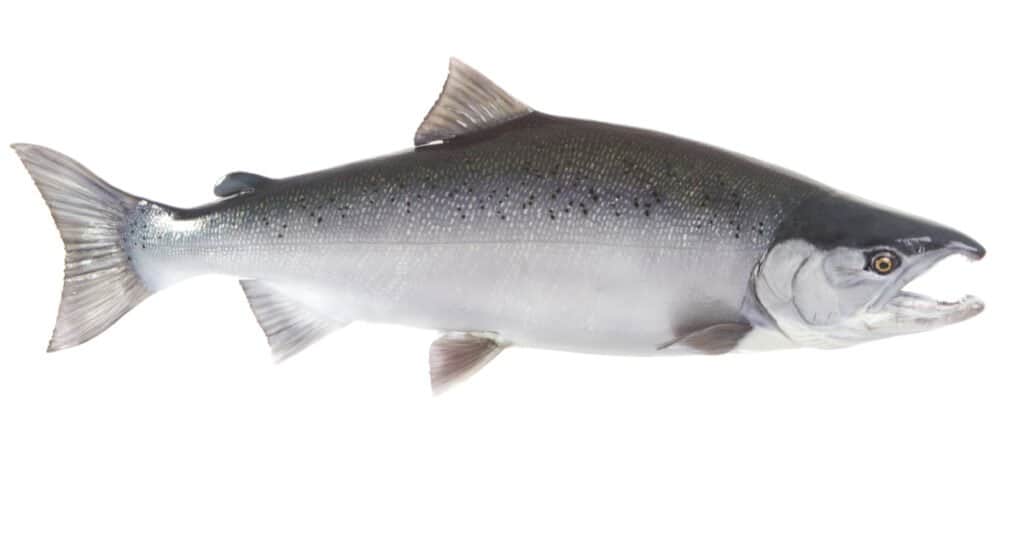 Salmone più grande - Salmone Coho
